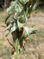 Chloraea