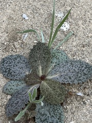 Atrichoseris platyphylla