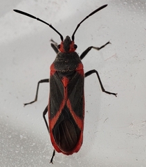 Caenocoris nerii