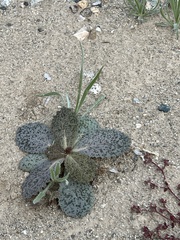 Atrichoseris platyphylla