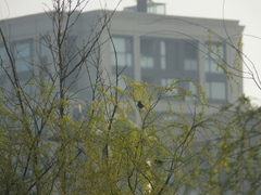 Periparus venustulus