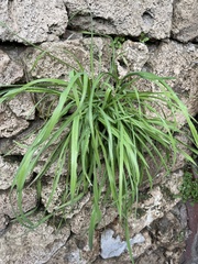 Dactylis glomerata