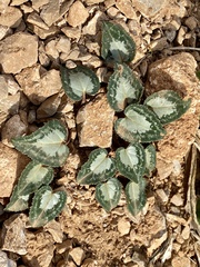 Cyclamen graecum graecum