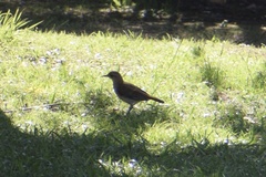 Furnarius rufus