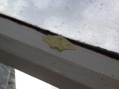 Ourapteryx sambucaria