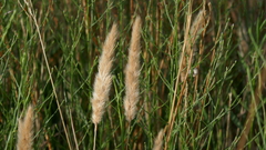 Polypogon monspeliensis