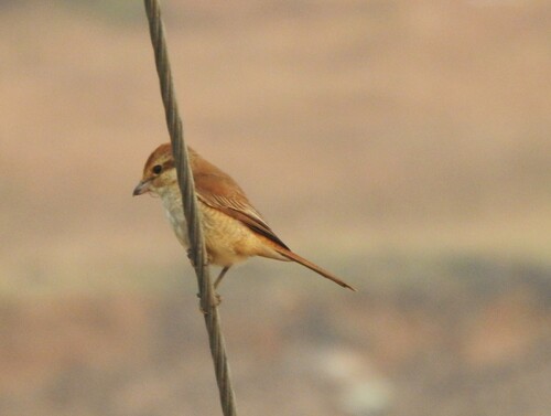 Brown Shrike