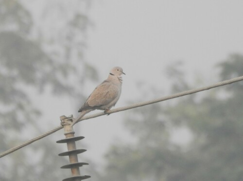 Eurasian Collared-Dove