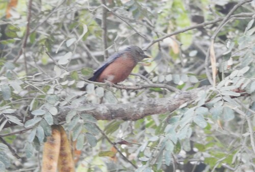 Chestnut-tailed Starling