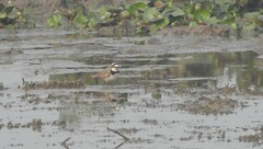 Charadrius dubius