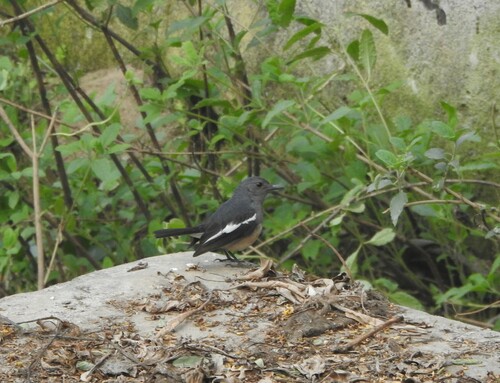 Oriental Magpie-Robin