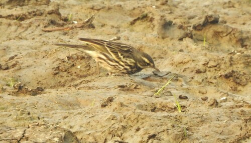 Rosy Pipit