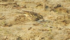 Anthus hodgsoni