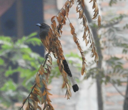 Rufous Treepie
