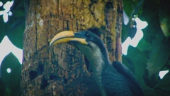 Ocyceros gingalensis