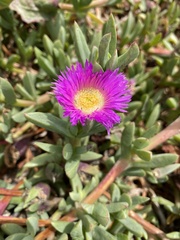 Carpobrotus chilensis