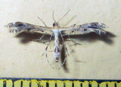 Pterophoroidea