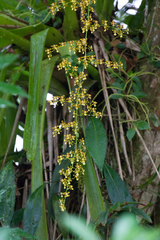Oncidium boothianum