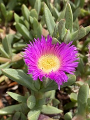 Carpobrotus chilensis