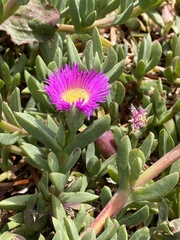 Carpobrotus chilensis