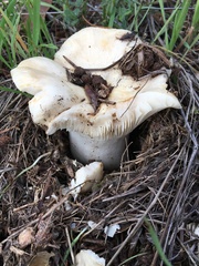 Russula cerolens