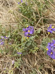 Solanum pinnatum
