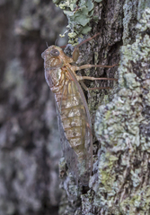 Neocicada hieroglyphica