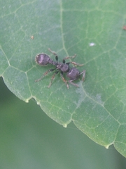 Procryptocerus