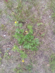 Potentilla tobolensis
