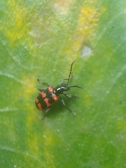 Neolema fasciata