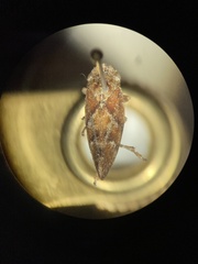 Aphrophora permutata