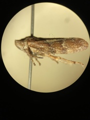 Aphrophora permutata