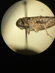 Aphrophora permutata