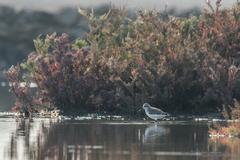 Calidris pygmaea