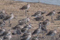 Limnodromus semipalmatus