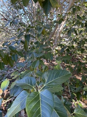 Citharexylum spinosum