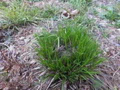 Carex lanceolata