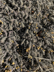 Cylindropuntia whipplei