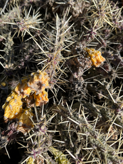 Cylindropuntia whipplei