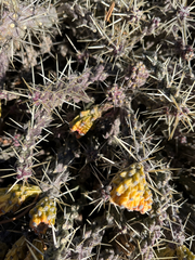 Cylindropuntia whipplei