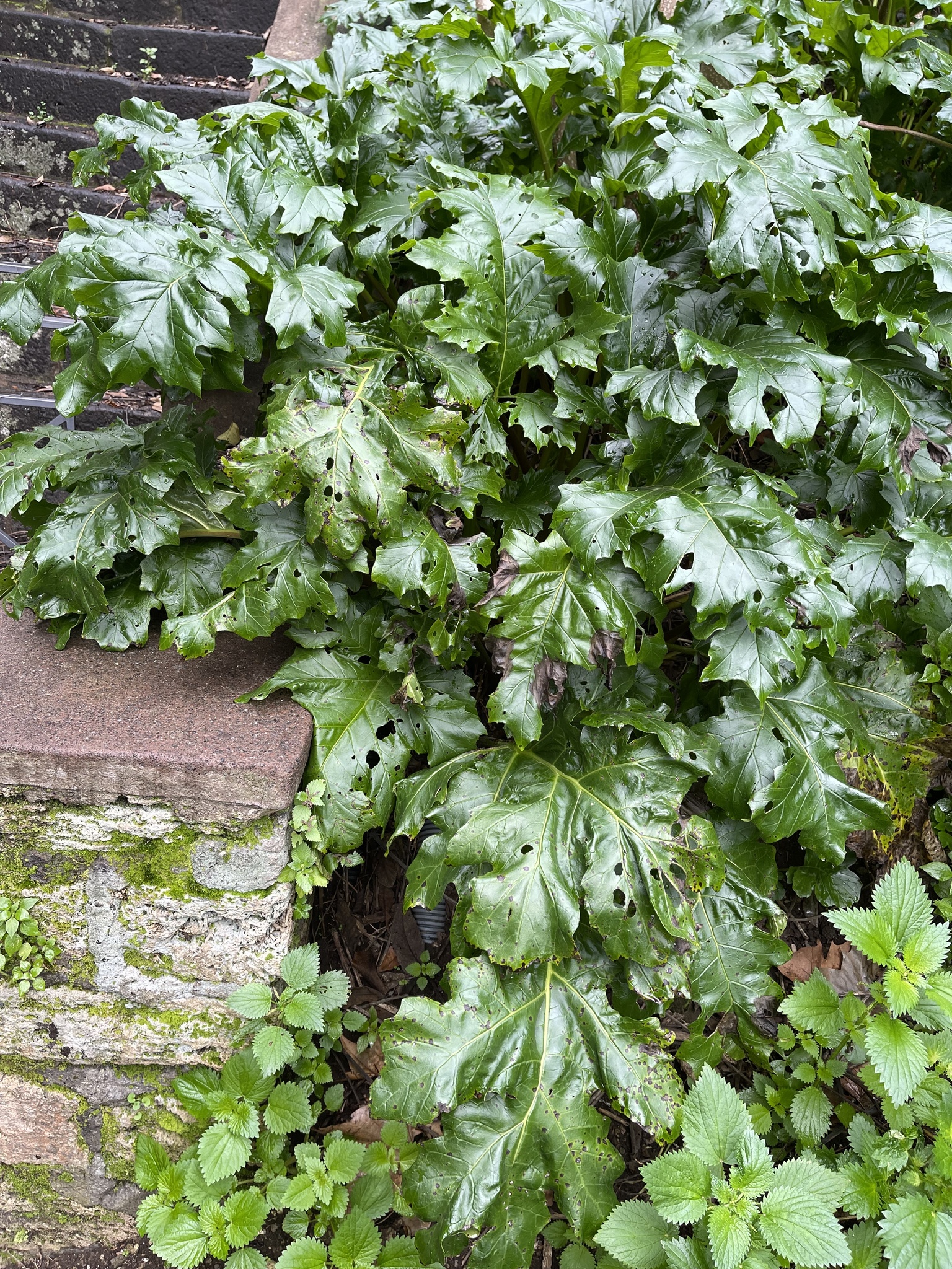 Acanthus mollis L.
