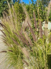 Calamagrostis × acutiflora