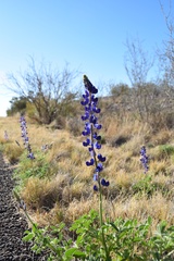 Lupinus havardii