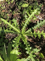 Cirsium nuttallii