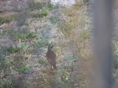 Turdus eunomus × naumanni