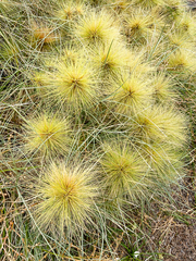 Spinifex longifolius