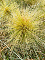 Spinifex longifolius