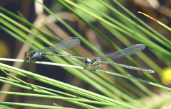 Erythromma najas humerale