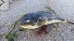 Amblyrhynchote honckenii