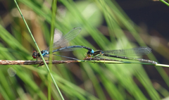 Erythromma najas humerale